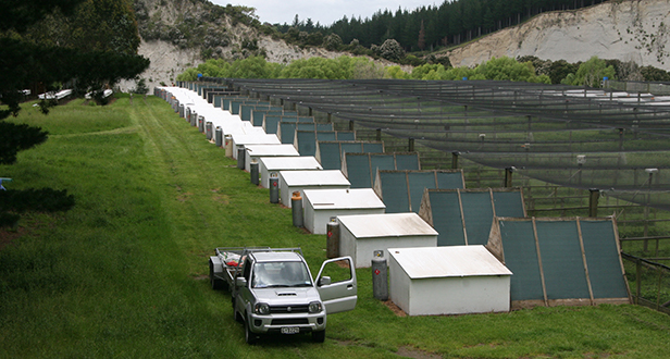 Pheasant Breeding Pheasant Breeding in New Zealand