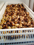 Game Bird Breeding