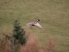 NZ Game Birds