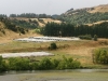 NZ Game Birds
