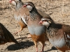 NZ Game Birds