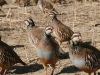 NZ Game Birds