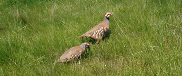 Partridge Pheasant Pheasant Breeding in New Zealand