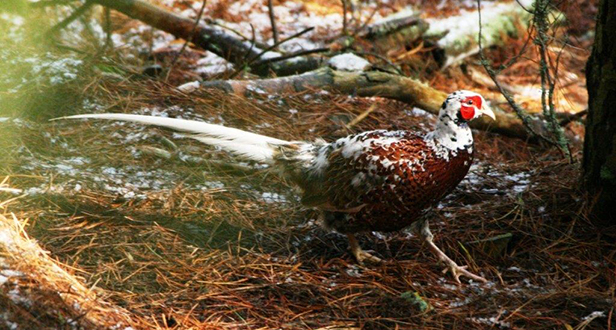 White cock Pheasant Pheasant Breeding in New Zealand