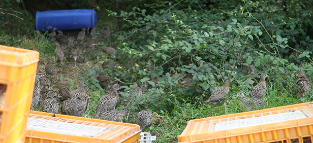 Release Pheasant Pheasant Breeding in New Zealand