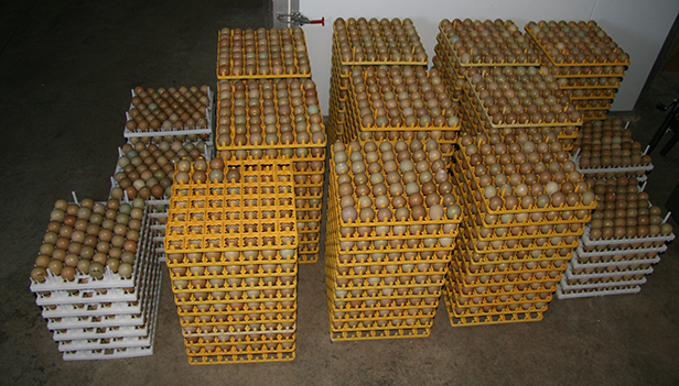 Pheasant Breeding Pheasant Breeding in New Zealand
