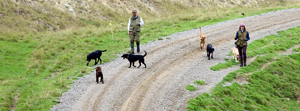 Pheasant Shooting at Tuna Nui, Hawkes Bay