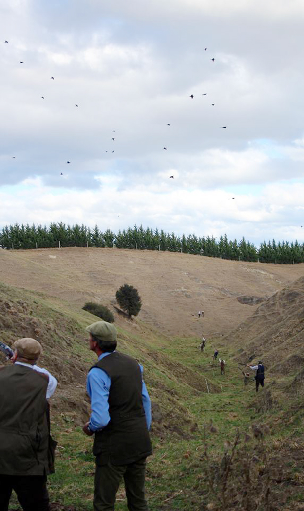 Pheasant Shooting at Tuna Nui, Hawkes Bay