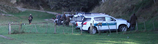 Pheasant Shooting at Whanawhana, NZ Pheasant Shooting at Whanawhana, NZ